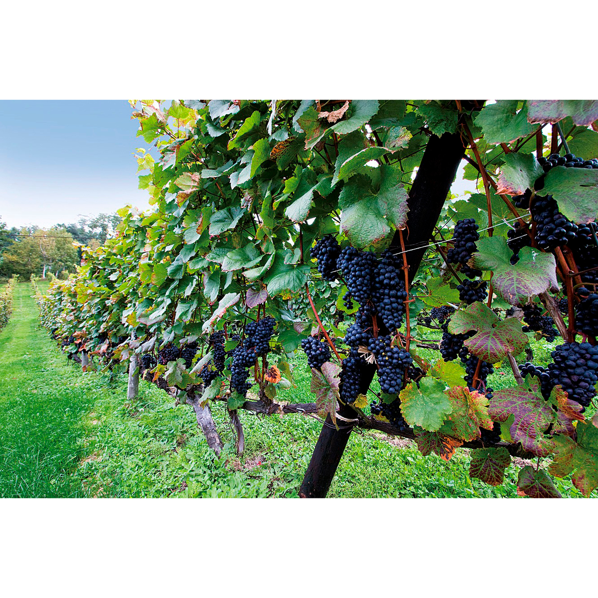 余市ワイン　ピノ・ノワール  720ml【国産赤ワイン　北海道】