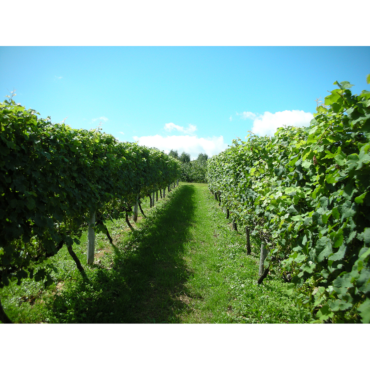 余市ワイン　ミュラートゥルガウ  720ml【国産白ワイン　北海道】