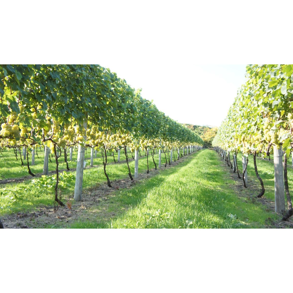 余市ワイン　ミュラートゥルガウ  720ml【国産白ワイン　北海道】