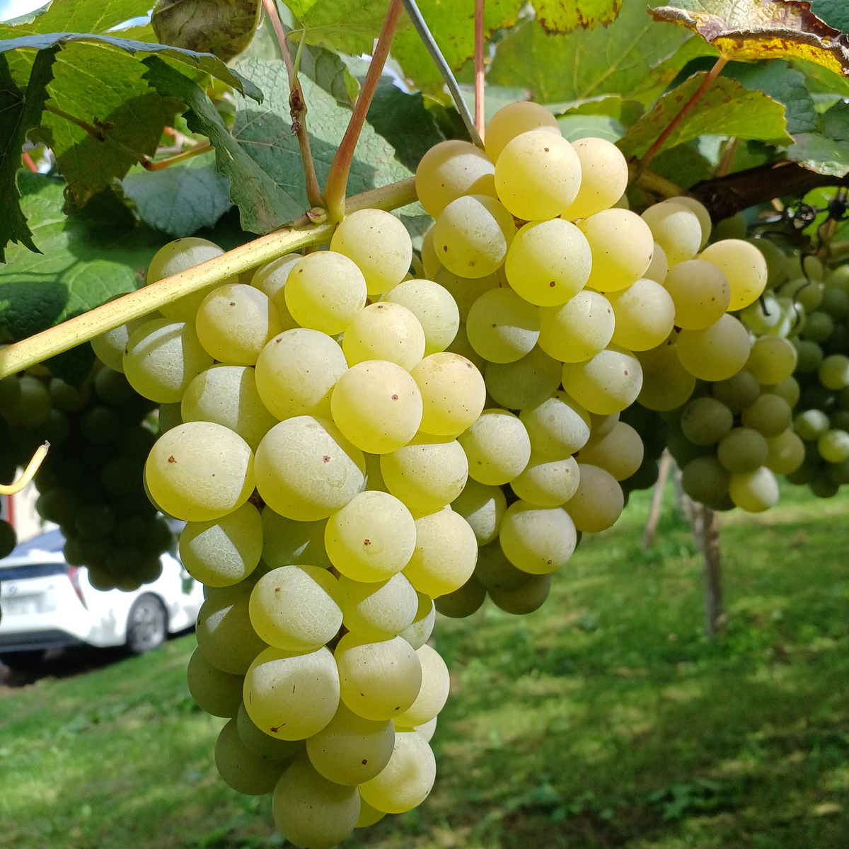 余市ワイン　ナイアガラ 720ml【国産白ワイン　北海道】