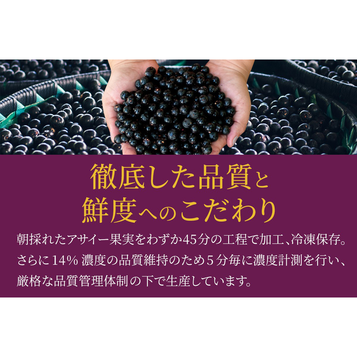 【冷凍】【AMAZON POLPAS】アサイーピューレプレミアム（プレーン）100g×4パック 261122