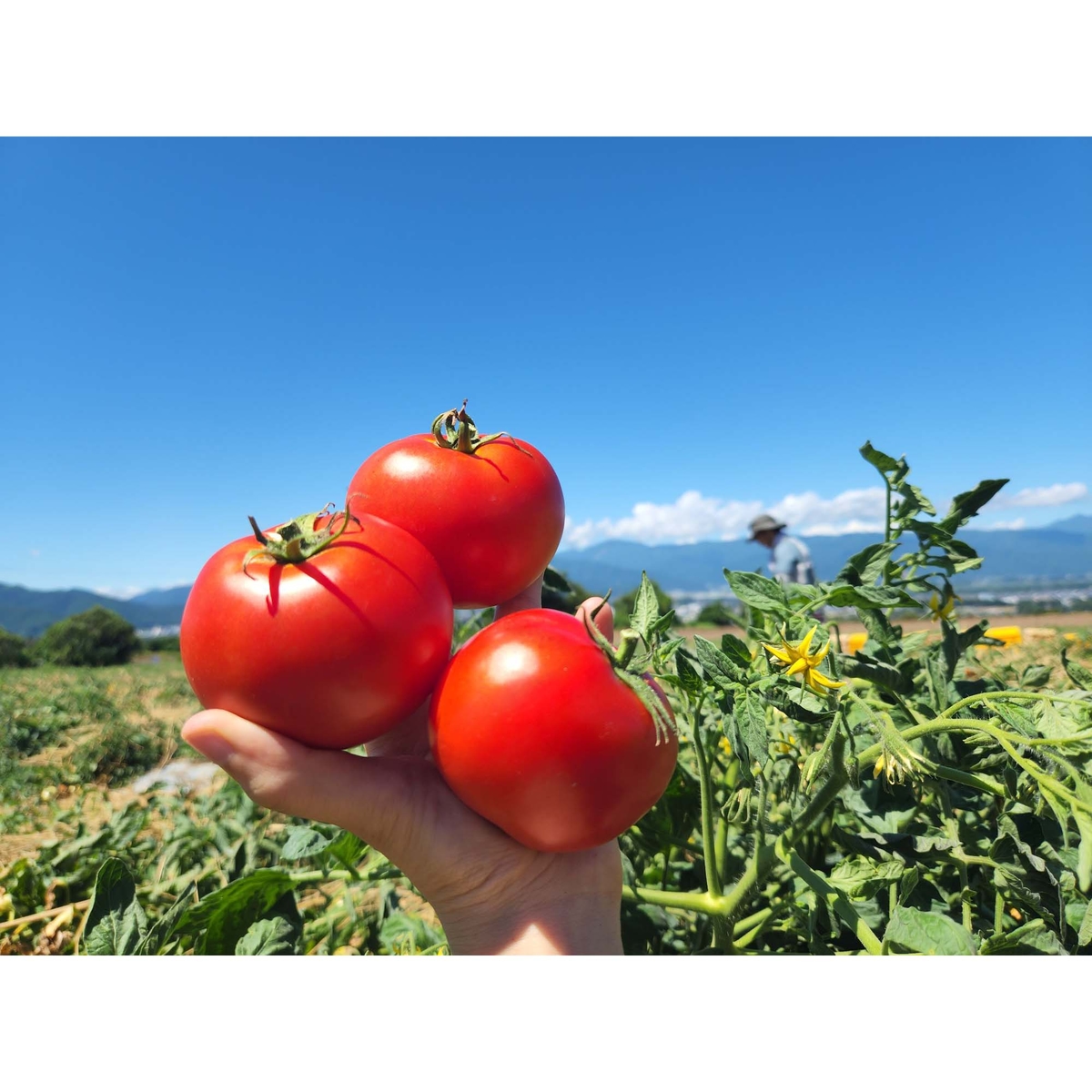 長野県産ケチャップ 240g