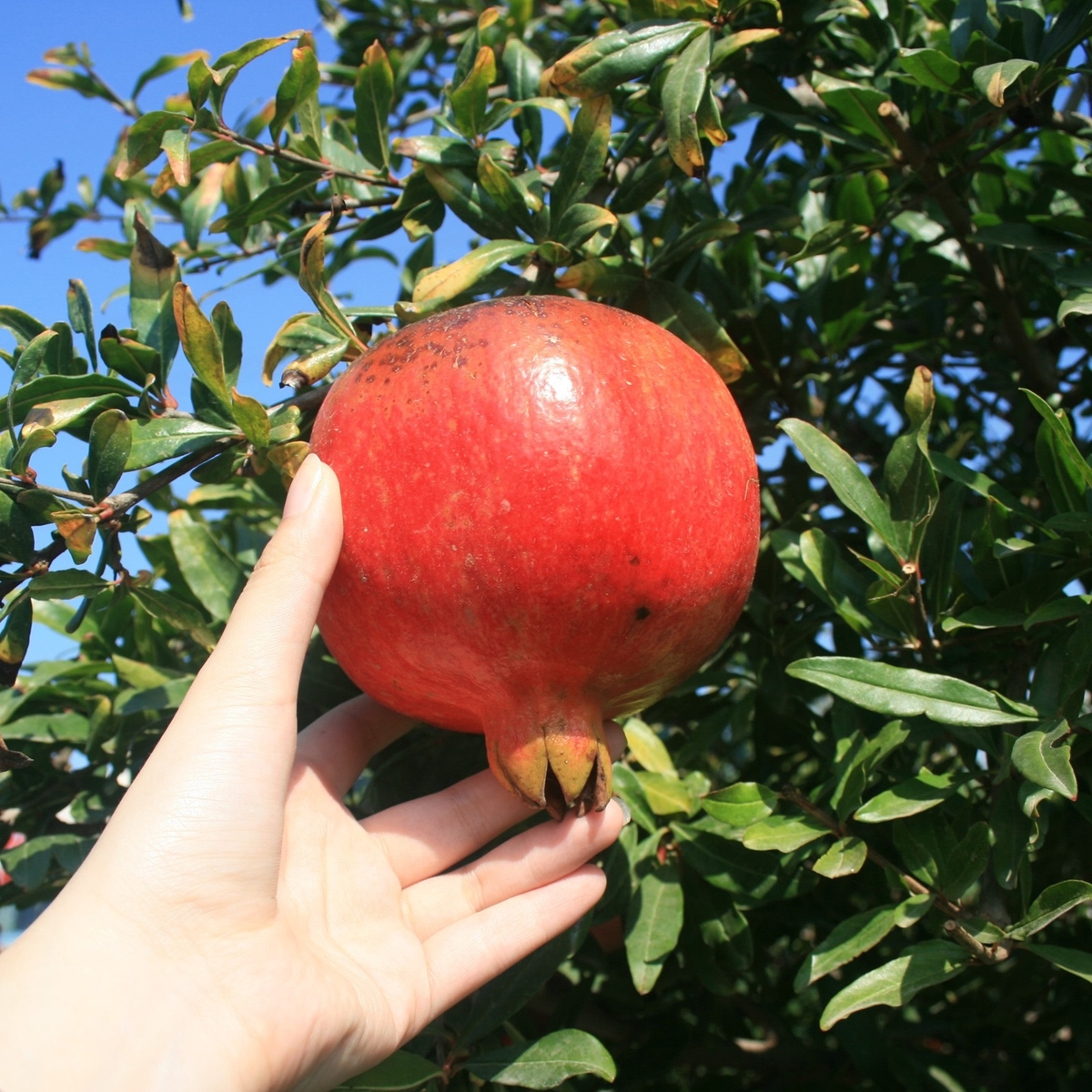 ざくろジュース１００％７２０ｍｌ