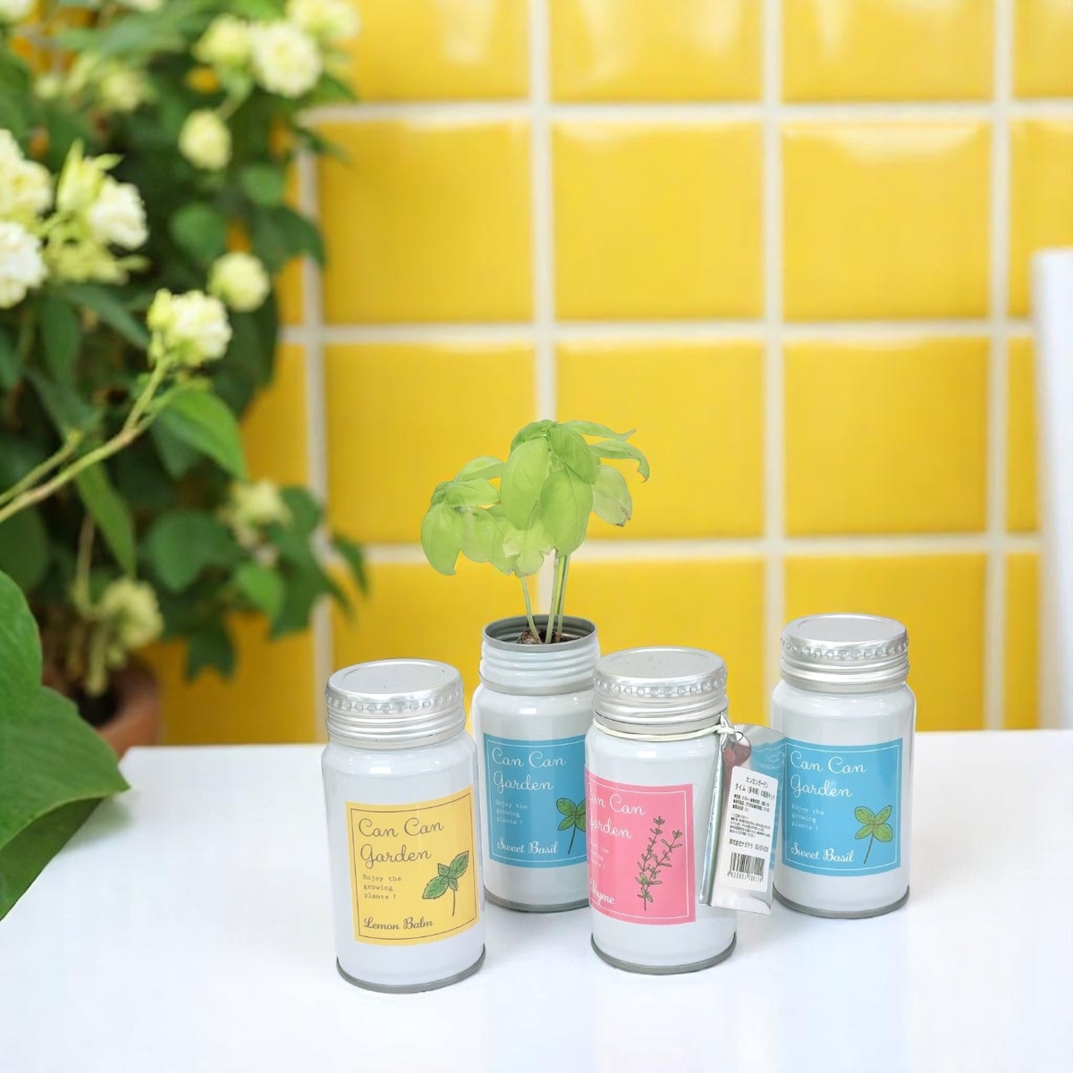 ボトル缶ハーブ栽培キット（タイム）