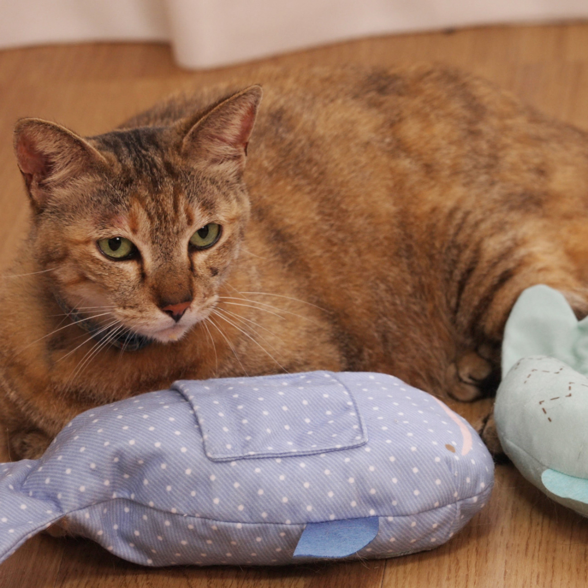 日本シール　にゃんとも猫舌ぐるみ　ジンベイザメ　