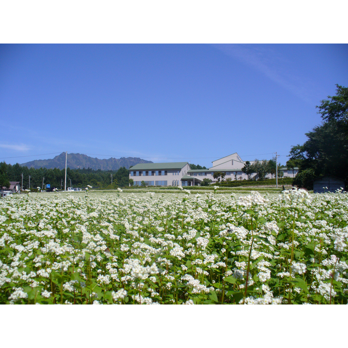 信州戸隠そば 260131