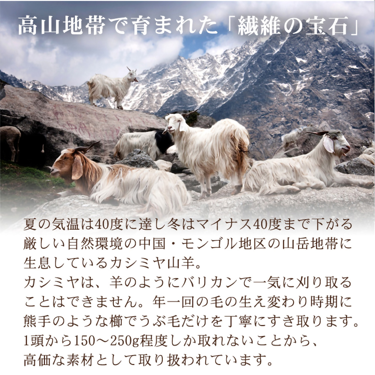 泉大津産カシミヤ毛布(140 ×200)