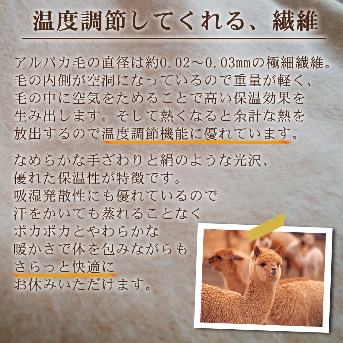 泉大津産アルパカ毛布(140 ×200)