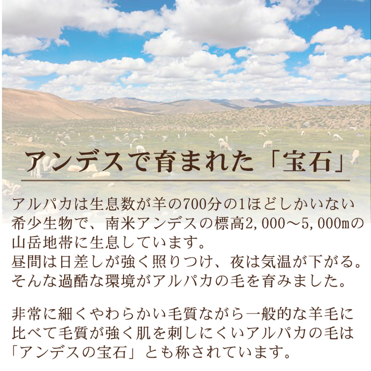 泉大津産アルパカ毛布(140 ×200)