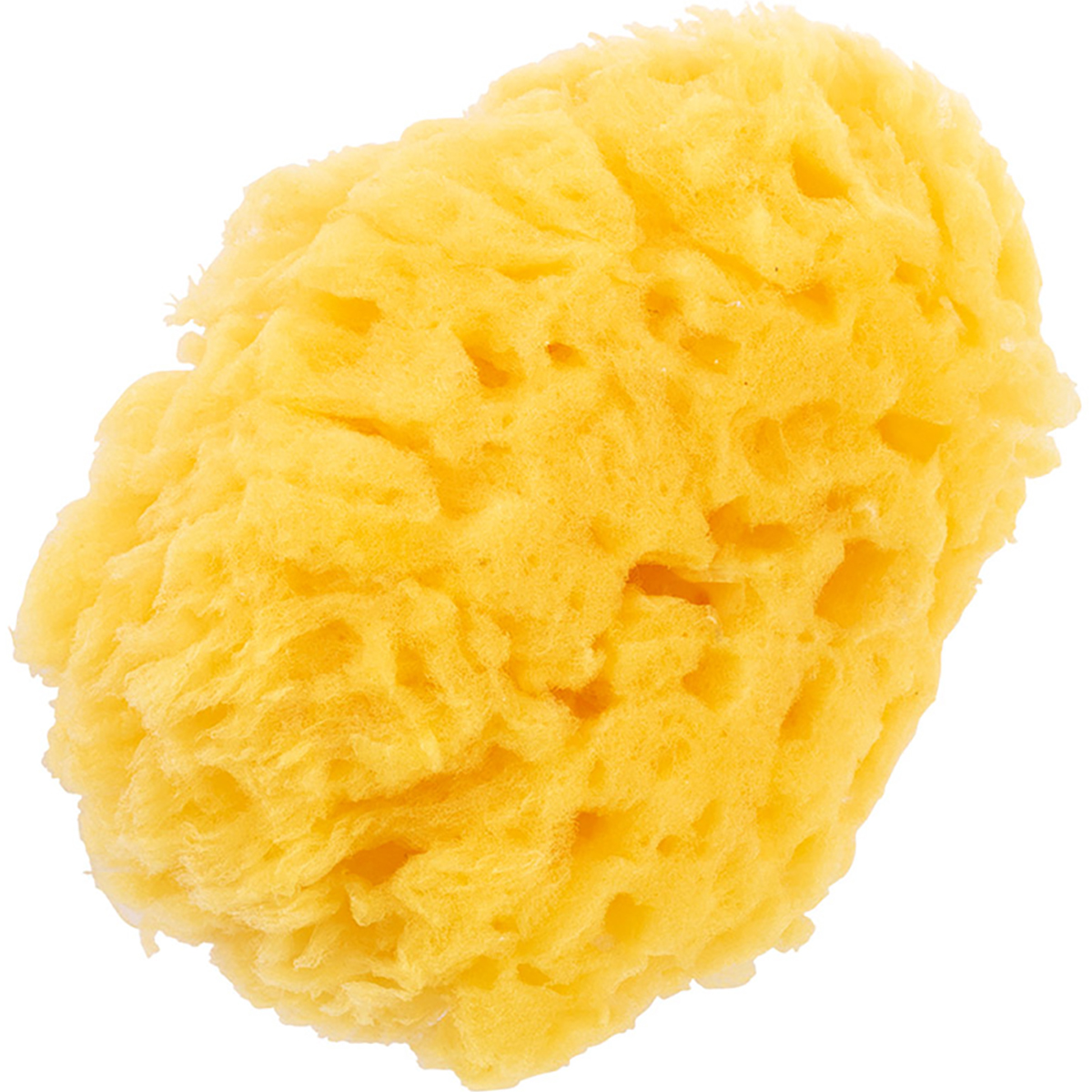 天然カイメン　24