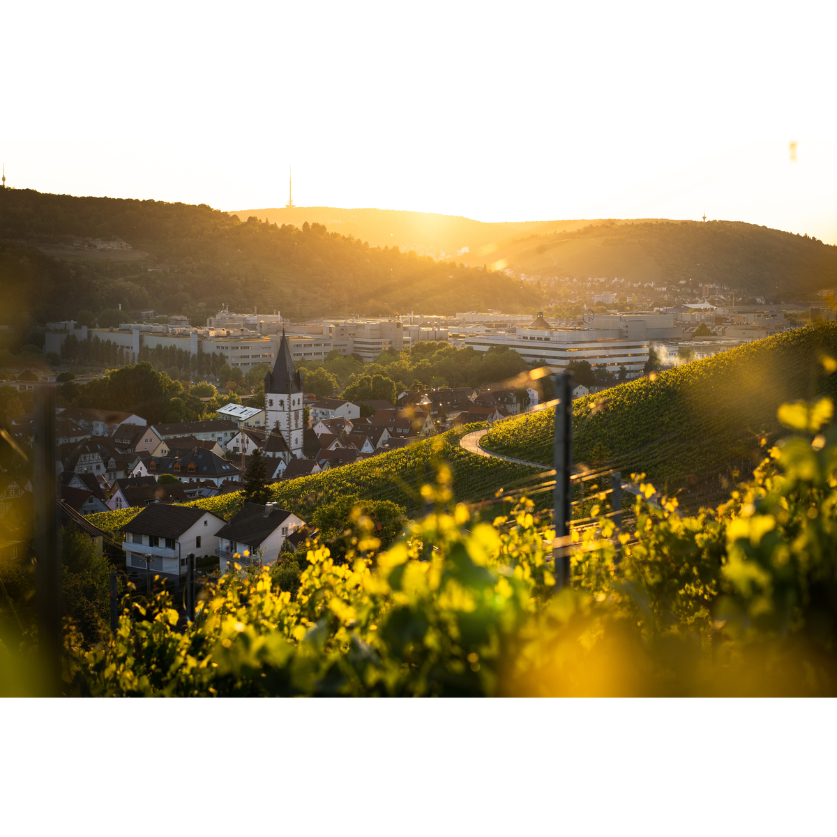 ネオブュル　デュク・ドゥ・モンターニュ750ml【ノンアルコール・スパークリングワイン　ベルギー】