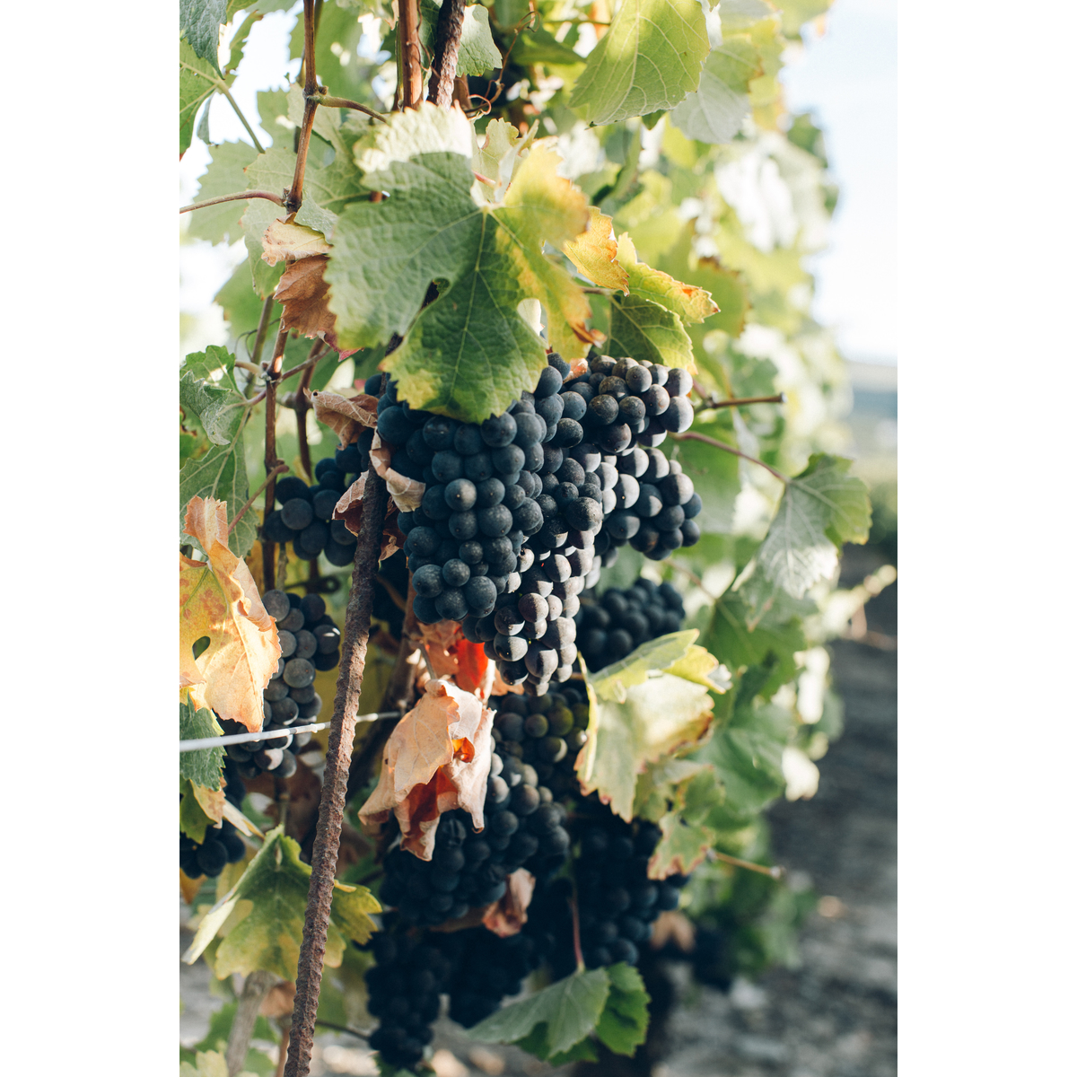 ネオブュル　ヴィンテンス・シャルドネ750ml【ノンアルコール・白ワイン　ベルギー】