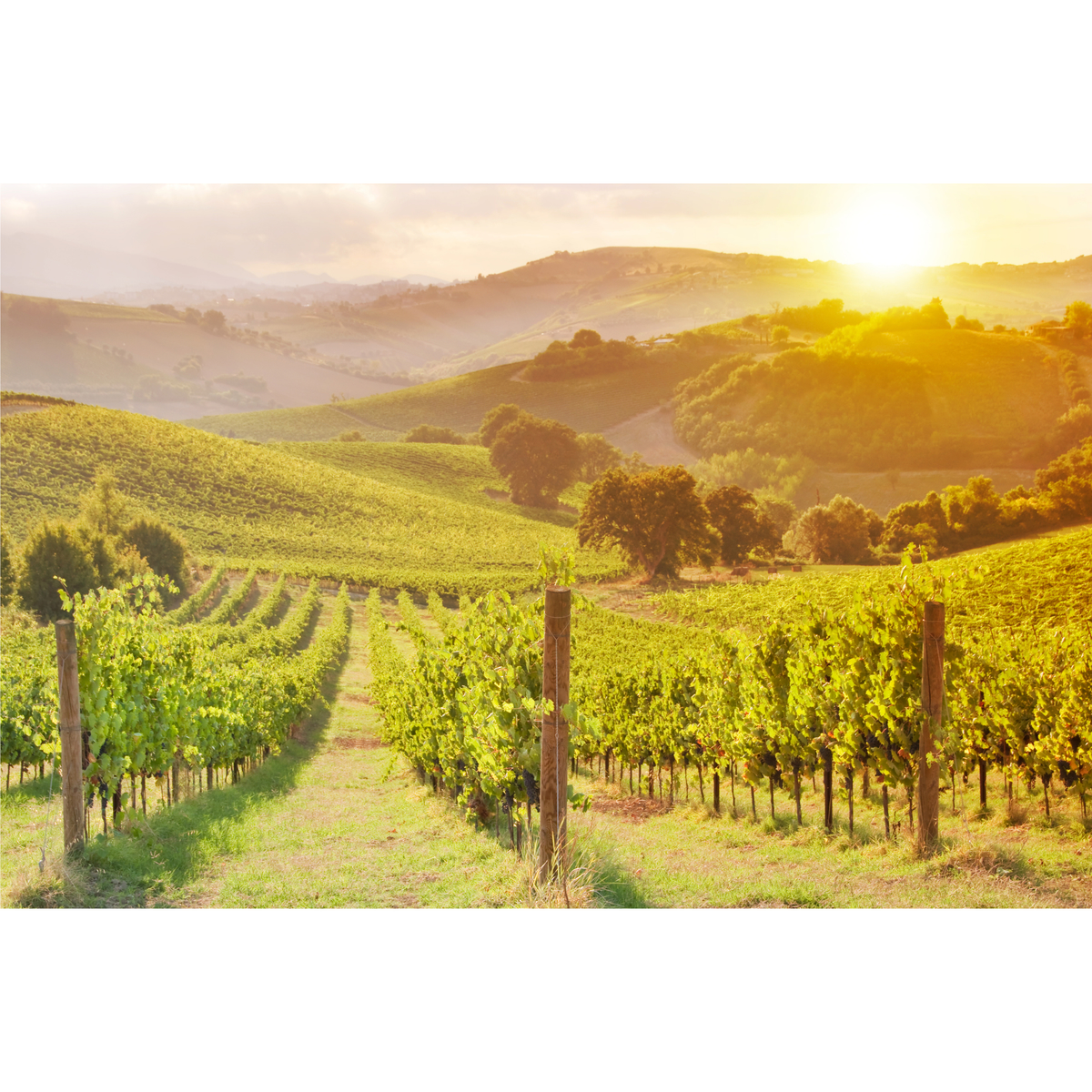 ネオブュル　ヴィンテンス・メルロー750ml【ノンアルコール・赤ワイン　ベルギー】