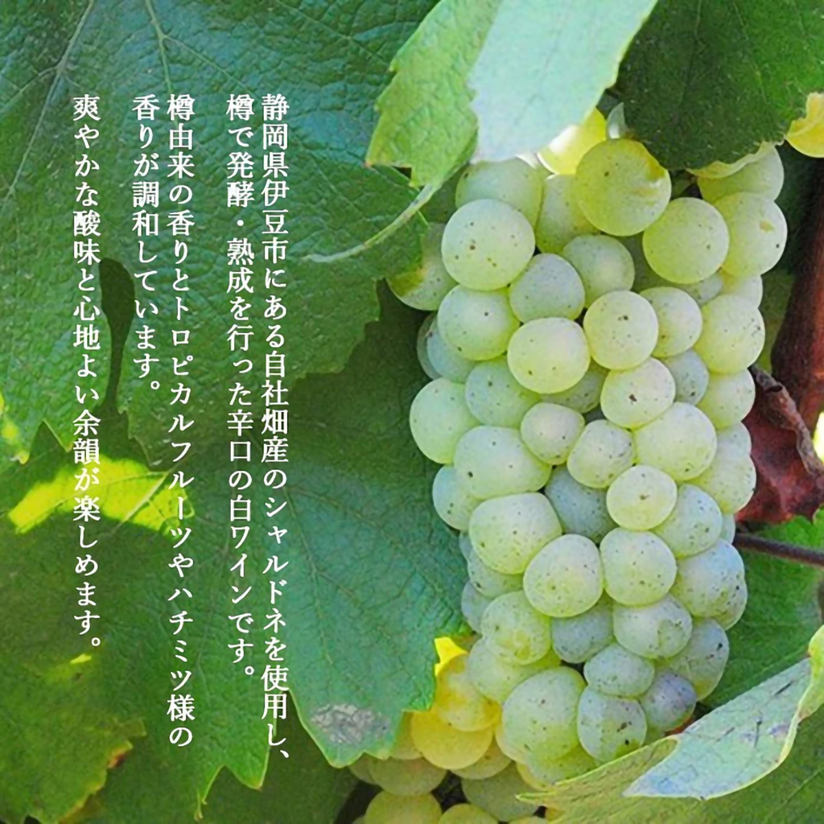 伊豆シャルドネ　2024　750ml【国産白ワイン　静岡県】