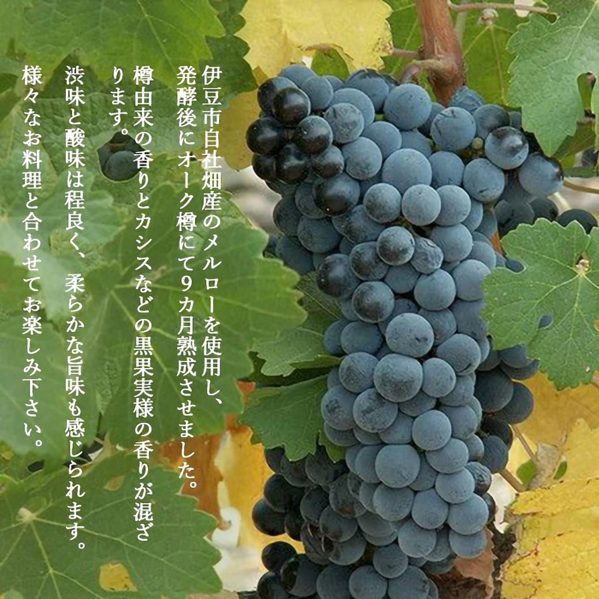 伊豆メルロー　2023　750ml【国産赤ワイン　静岡県】