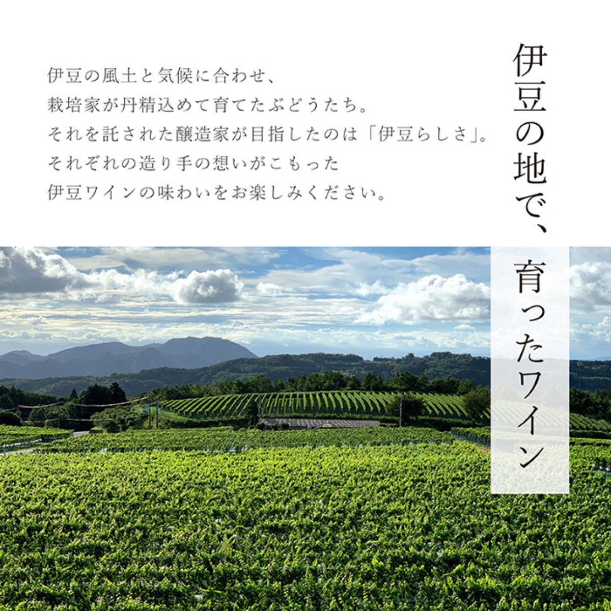 伊豆シャルドネープレミアム-　2023　750ml【国産白ワイン　静岡県】