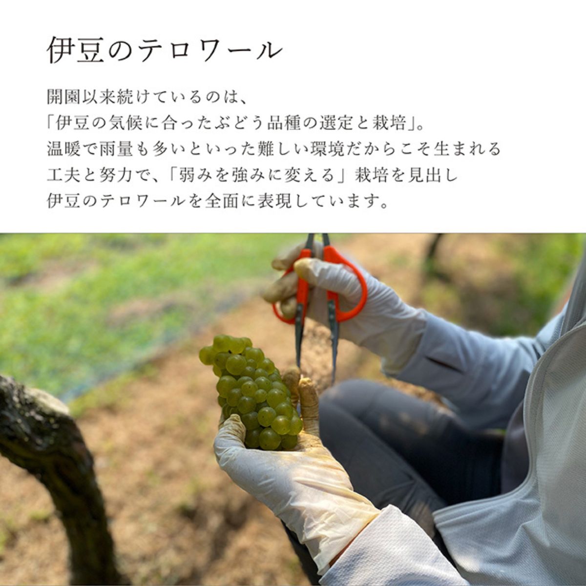 伊豆シャルドネープレミアム-　2023　750ml【国産白ワイン　静岡県】