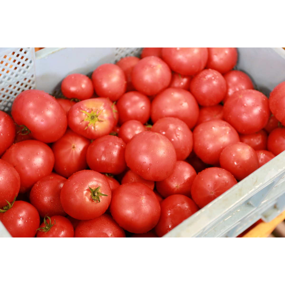 完熟トマトジュース ふるさとの元気(宗谷の塩) 270831