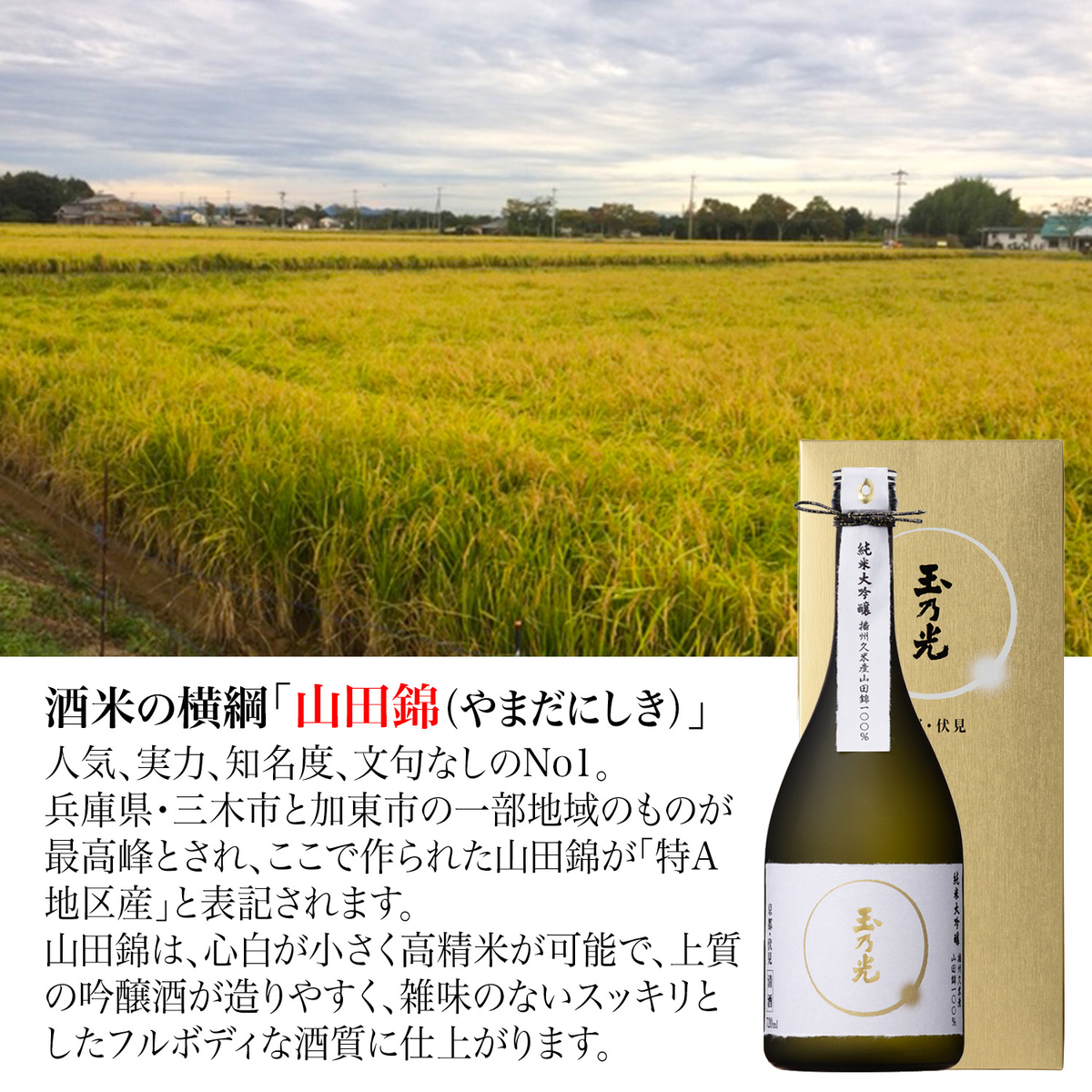 玉乃光 純米大吟醸 播州久米産山田錦100％ 720ml 化粧箱入り 