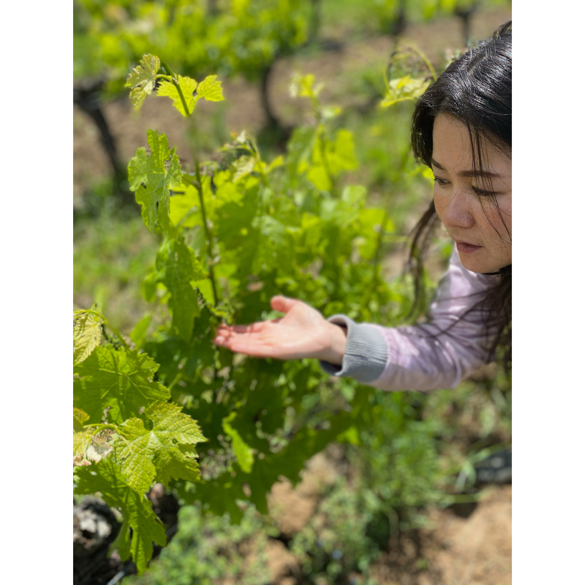 エンソー　ユリグサ　ブリュット・ナチュール　750ml　【スパークリング　フランス】