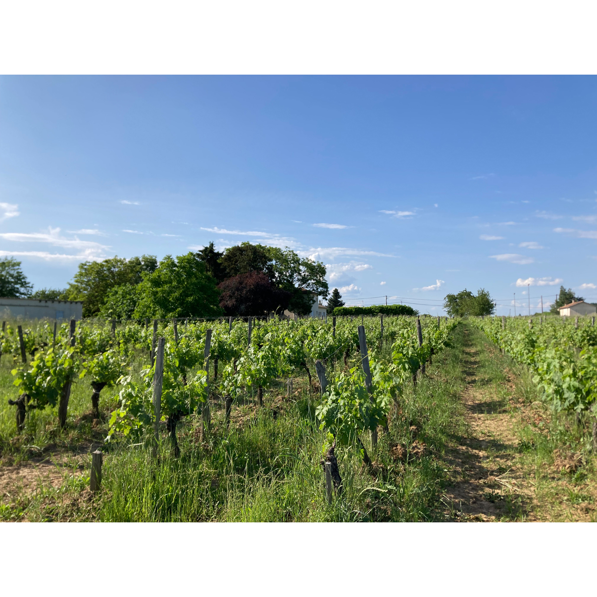 エンソー　ユリグサ　ブリュット・ナチュール　750ml　【スパークリング　フランス】