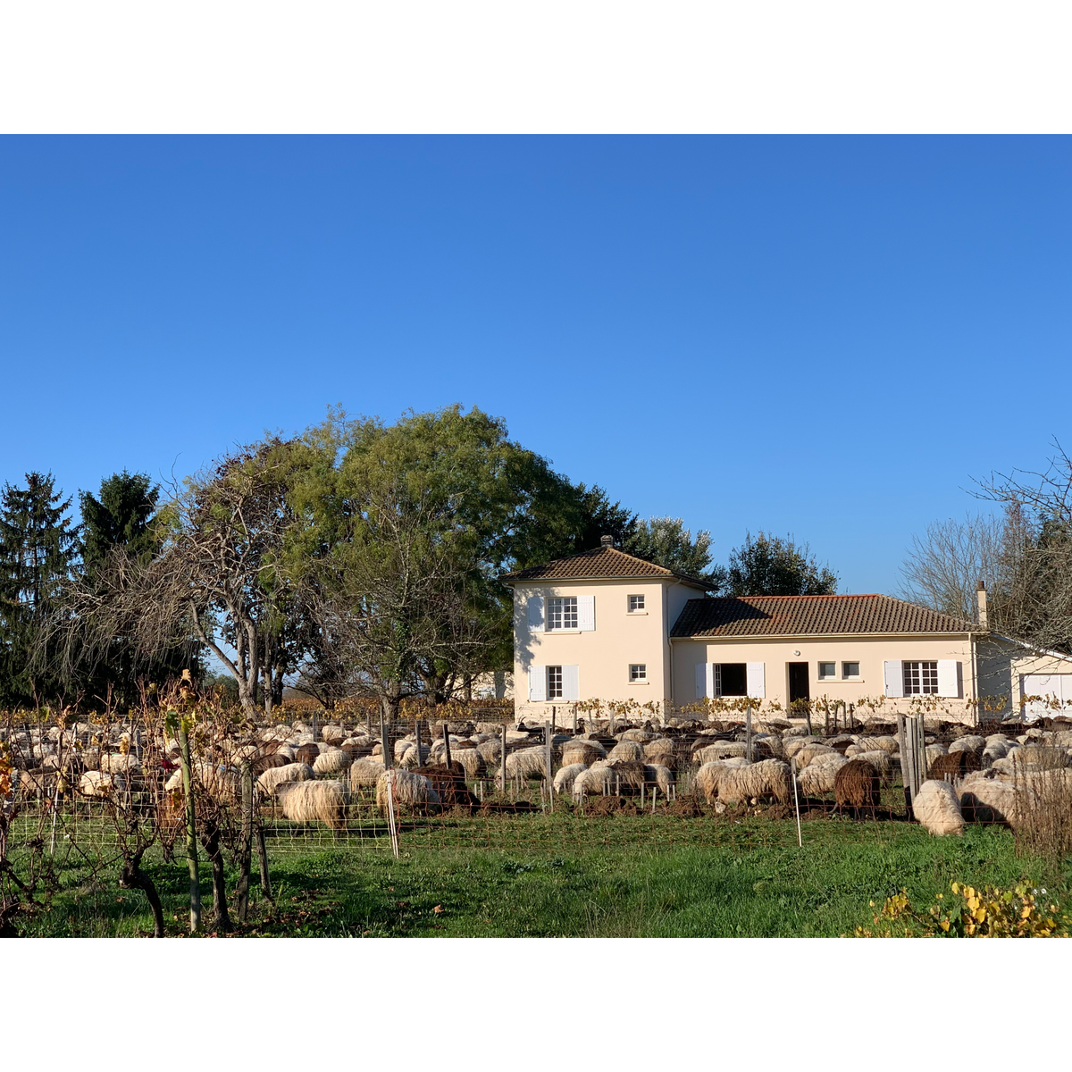 ジー・バイ・ユリグサ　ルージュ　750ml　【赤ワイン　フランス】