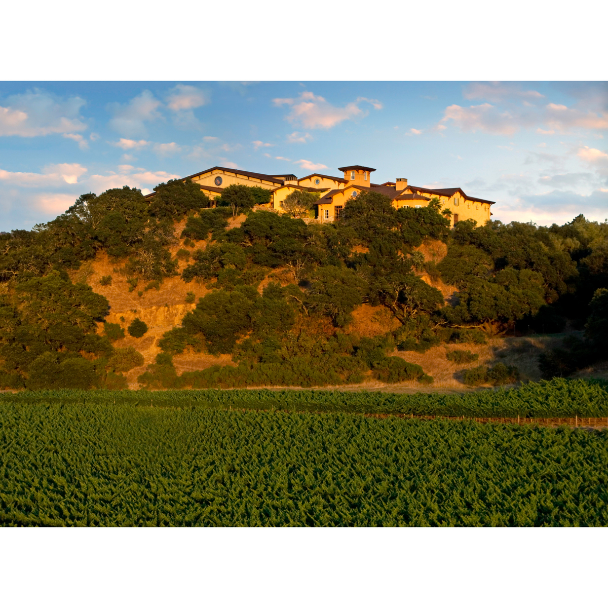 シルヴァラード・ヴィンヤーズ ソーヴィニヨン・ブラン  エステート・グロウン ミラー・ランチ ヨントヴィル ナパ・ヴァレー  750ml【白ワイン　アメリカ】