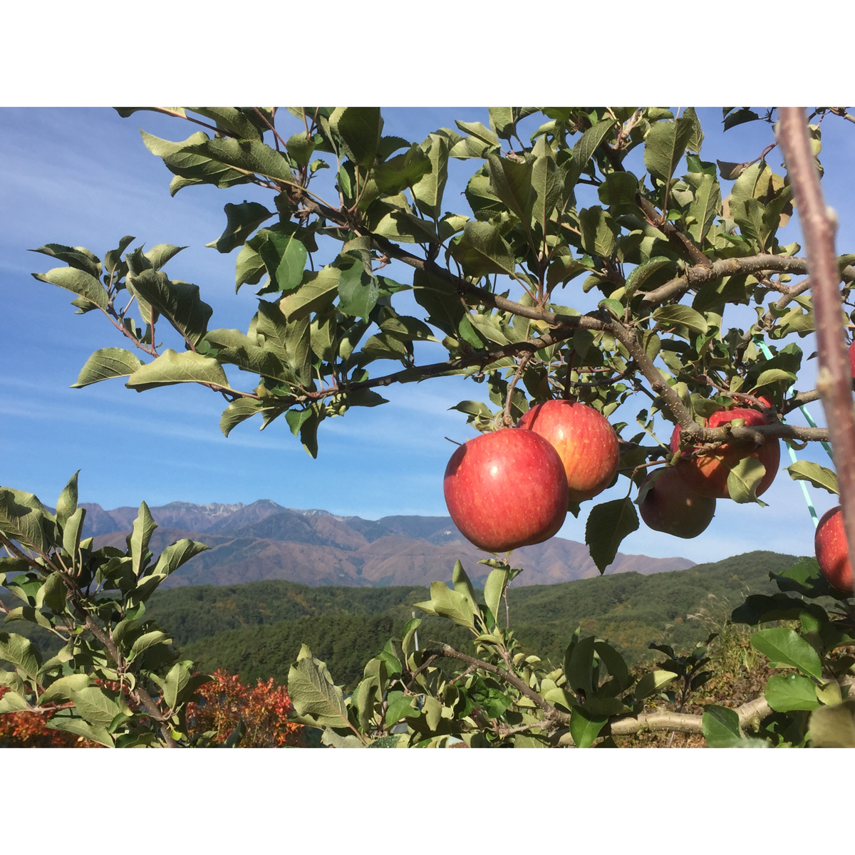 Theふじ コンフィチュール