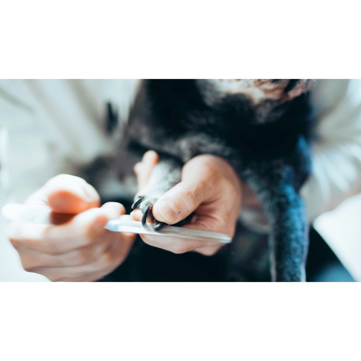 dogood ドッグット ペット用爪ヤスリ