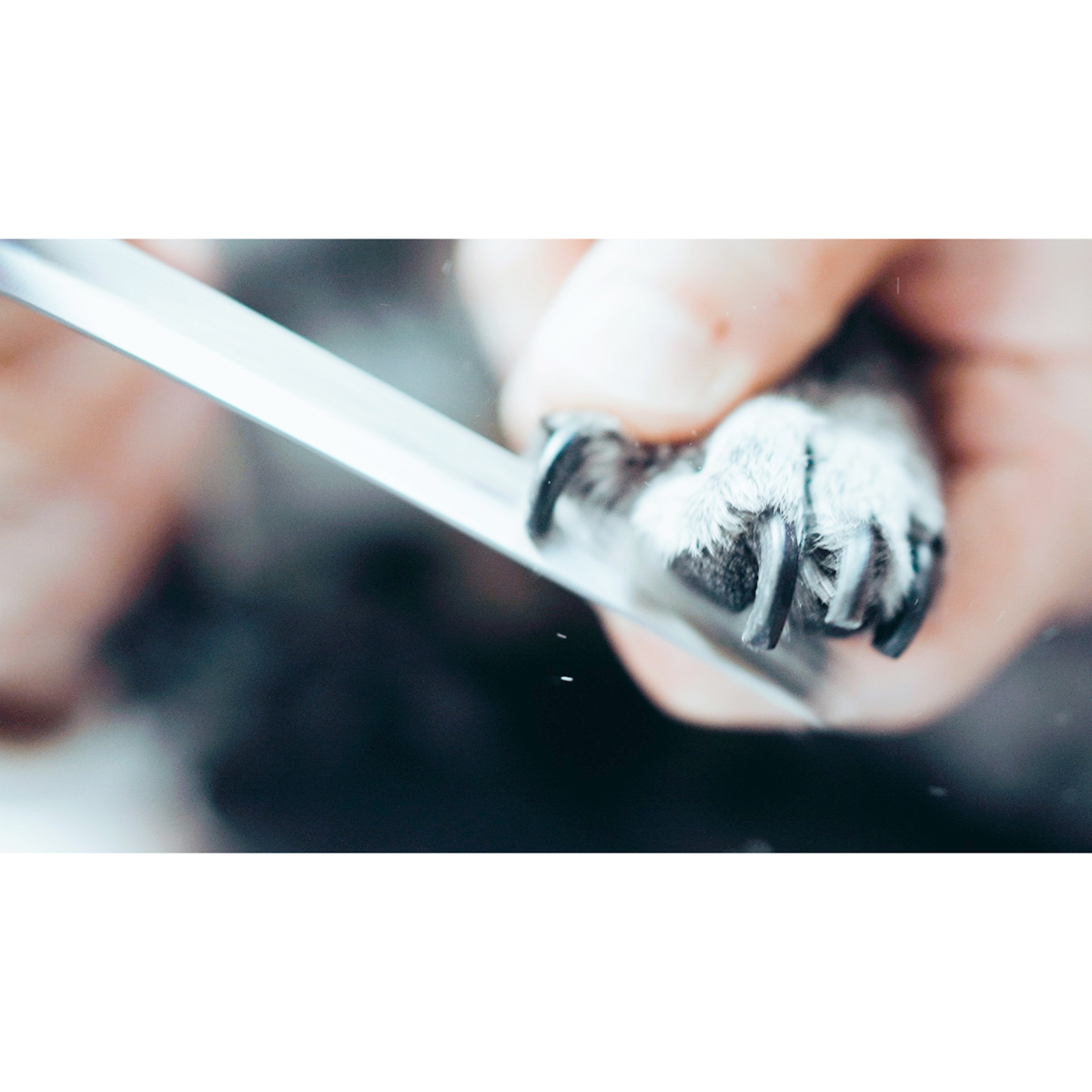 dogood ドッグット ペット用爪ヤスリ