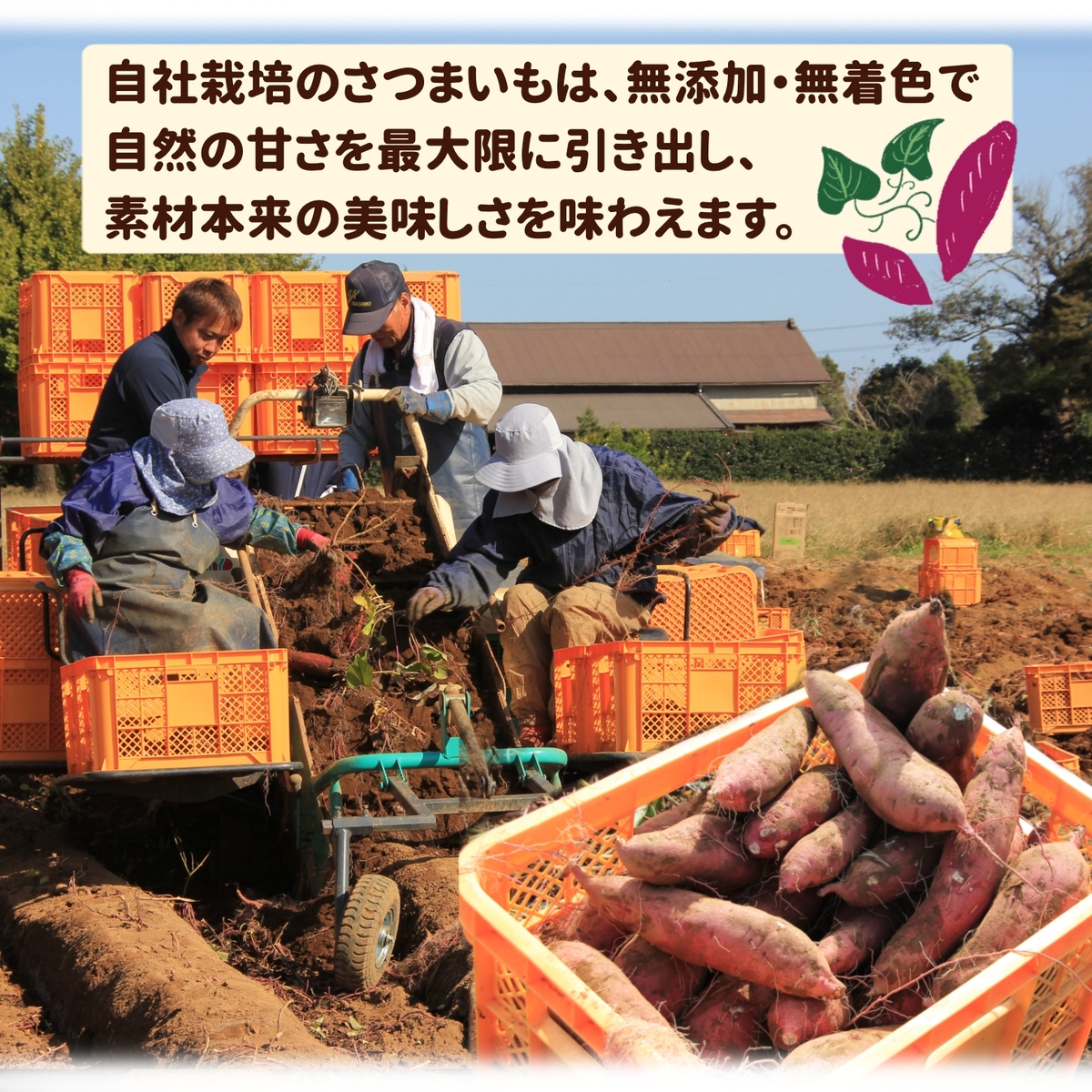 【冷凍】特選熟成紅はるか焼き芋 600g