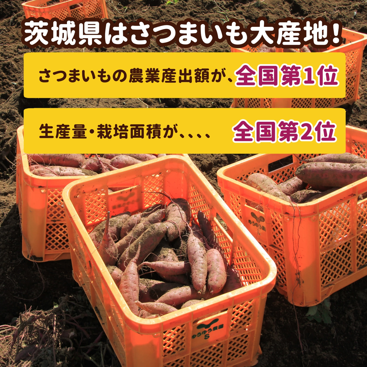 【冷凍】特選熟成紅はるか焼き芋 600g