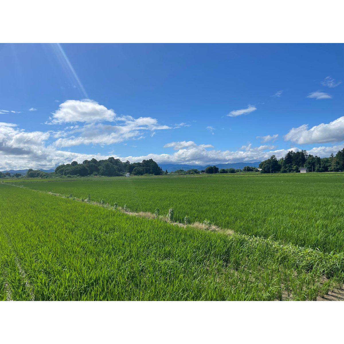 山形県産　雪若丸 ５kg