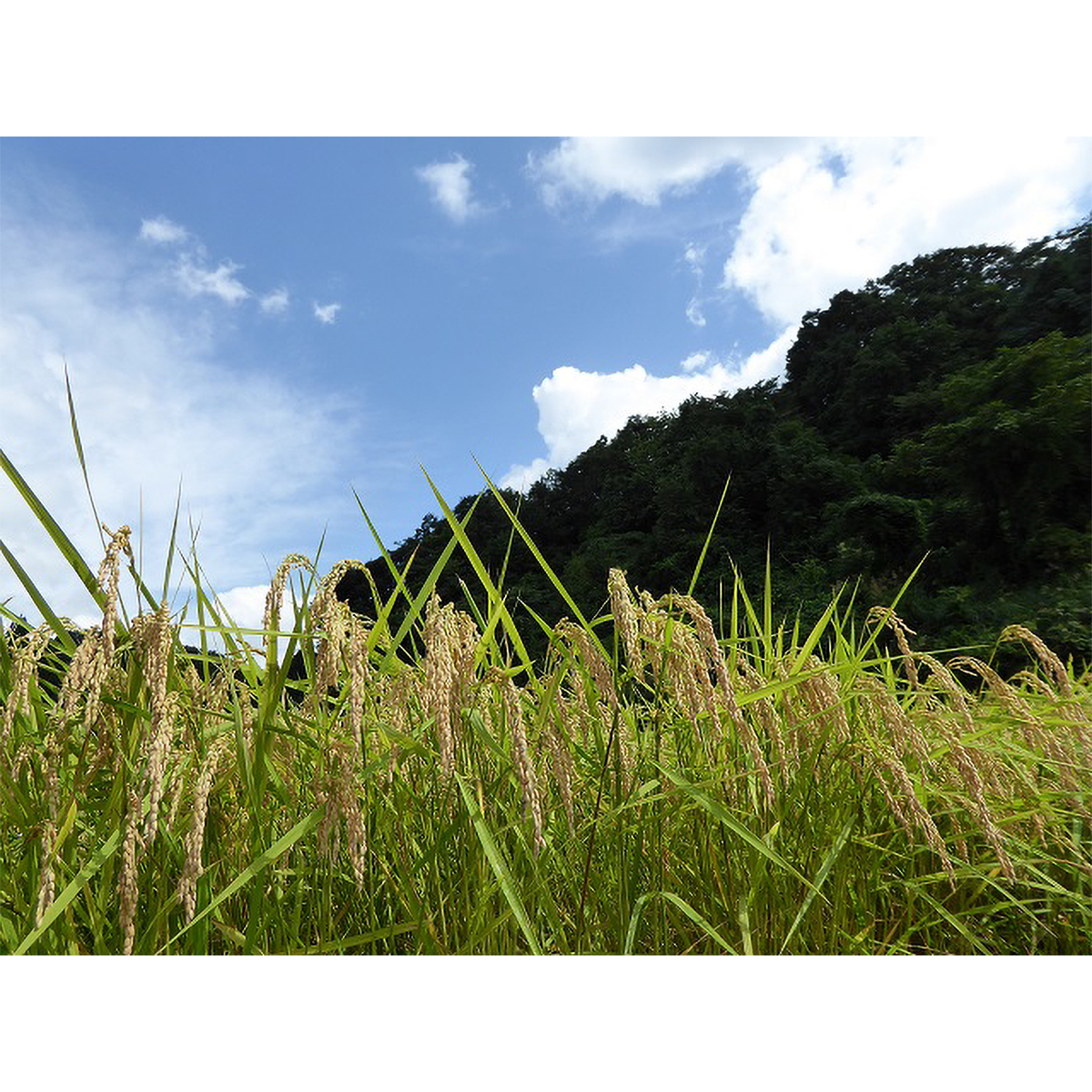 山形県産　雪若丸 ５kg