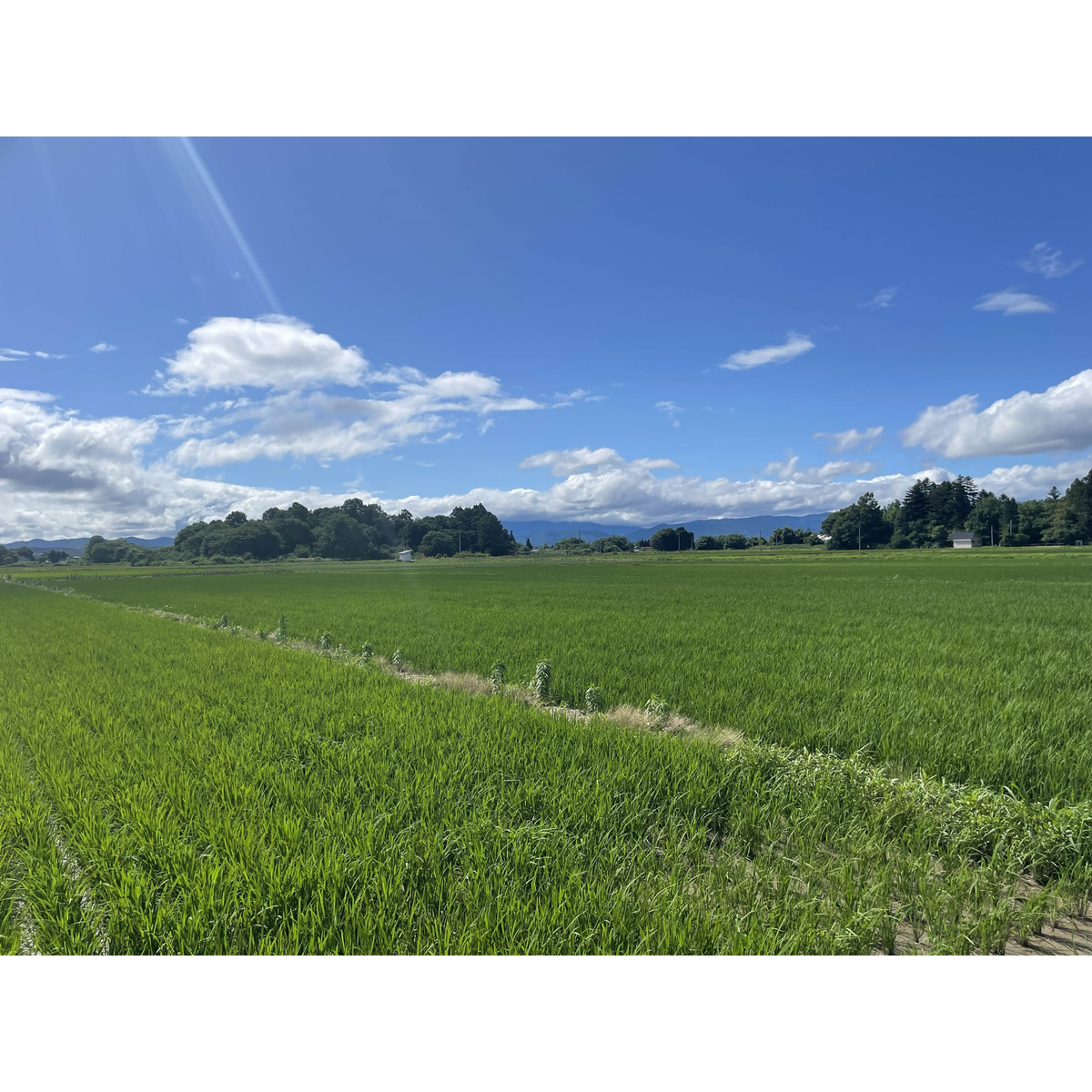 令和7年産　秋田県産あきたこまち玄米　5kg