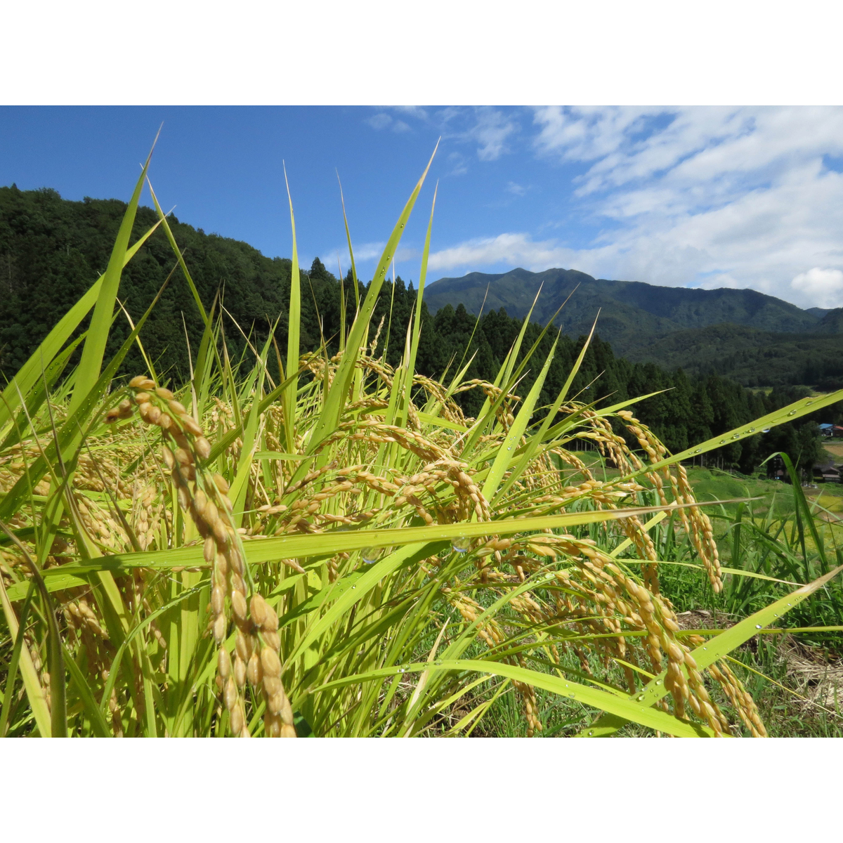令和7年産　秋田県産あきたこまち玄米　5kg